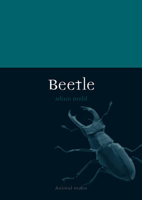 Beetle -  Adam Dodd