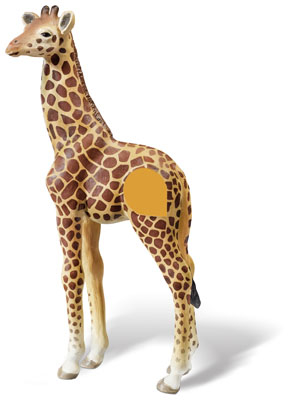 tiptoi&reg; Giraffenjunges