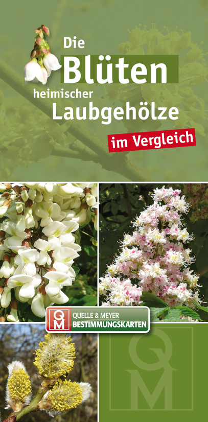 Die Bl&uuml;ten heimischer Laubgeh&ouml;lze im Vergleich