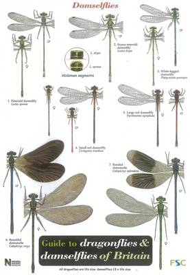 Guide to the Dragonflies and Damselflies of Britain - Steve Brooks