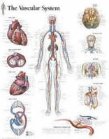 Vascular System Laminated Poster -  Scientific Publishing