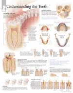 Understanding the Teeth Paper Poster -  Scientific Publishing