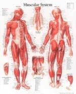 Muscular System with Male Figure Paper Poster