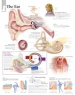 Ear Paper Poster -  Scientific Publishing