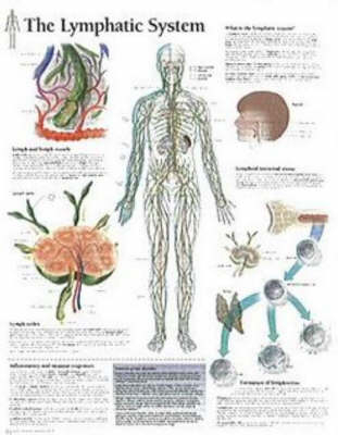 Lymphatic System Paper Poster -  Scientific Publishing