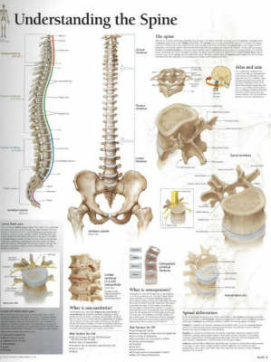 Understanding the Spine Paper Poster -  Scientific Publishing