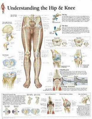 Understanding the Hip & Knee Paper Poster -  Scientific Publishing