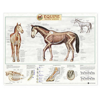 Equine Skeletal System Anatomical Chart