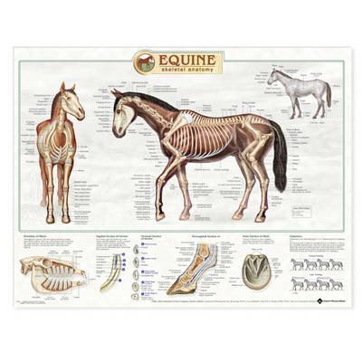 Equine Skeletal System Anatomical Chart - 