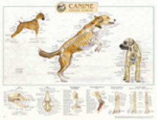 Canine Skeletal System Anatomical Chart