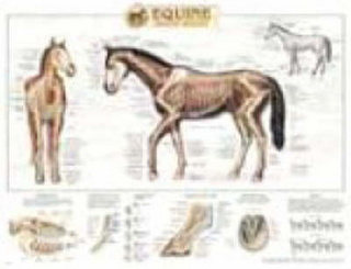 Equine Skeletal System Anatomical Chart