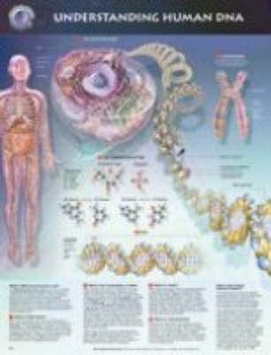 Understanding Human DNA Anatomical Chart - 