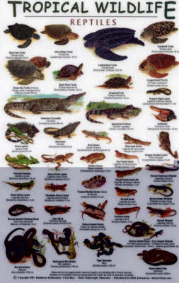 Reptiles - M. Wainwright