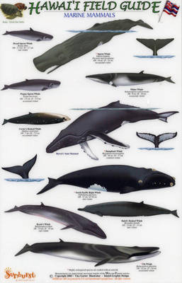 Marine Mammals