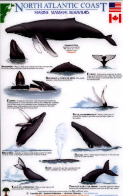 North Atlantic Coast: Marine Mammal Behaviors - Uko Gorter