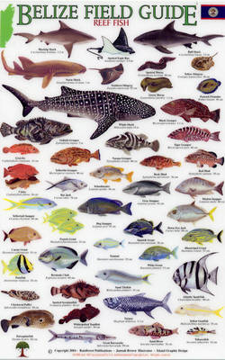 Reef Fish