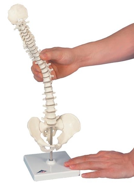 Mini-Wirbels&auml;ule