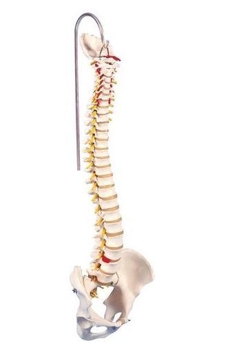 Flexible Wirbels&auml;ule f&uuml;r starke Beanspruchung