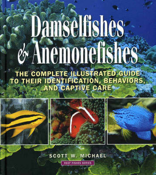 Damselfishes and Anemonefishes