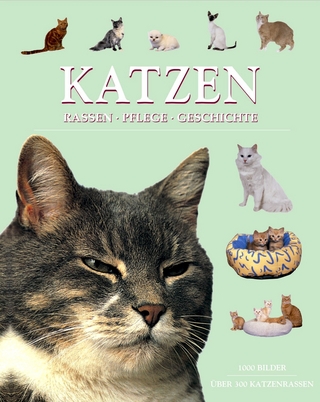 Katzen