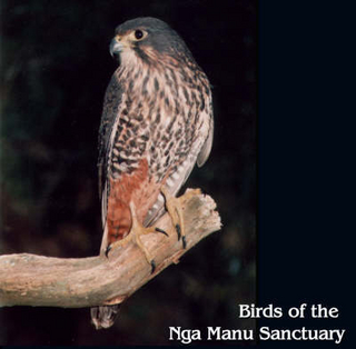 Birds of the Nga Manu Sanctuary