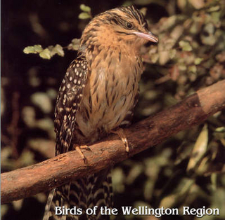 Birds of the Wellington Region