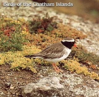 Birds of the Chatham Islands