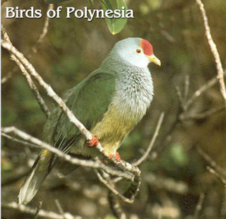 Birds of Polynesia