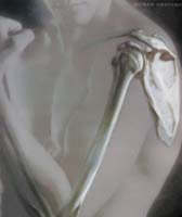 Human Anatomy - Frederic H. Martini, Michael J. Timmons, Robert B. Tallitsch