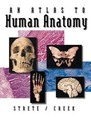An Atlas To Human Anatomy by Strete/Creek