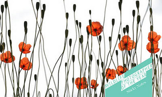 Wildlife Photographer of the Year: Sticky Notes