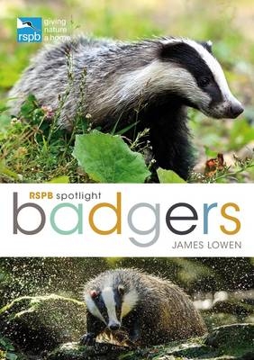RSPB Spotlight: Badgers -  James Lowen