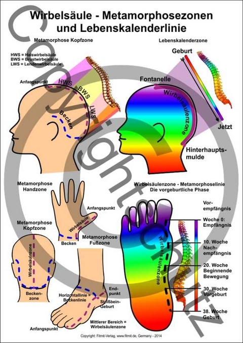 Wirbelsäule - Metamorphosezonen - Tanja Aeckersberg