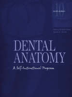 Dental Anatomy