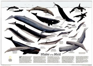 Whales Of The World Flat