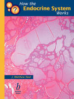 How the Endocrine System Works