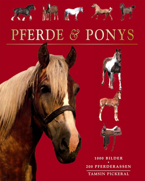 Pferde & Ponys - Tamsin Pickeral
