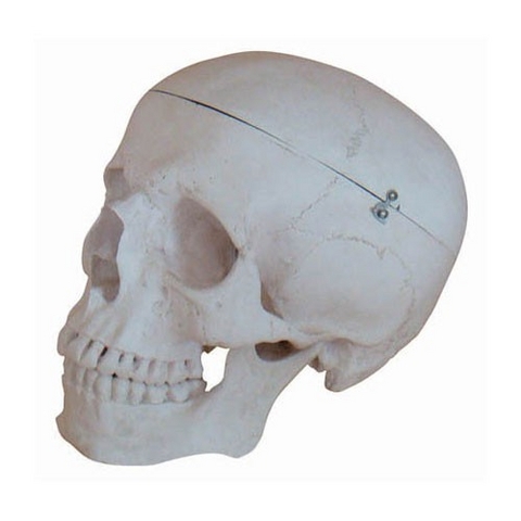 Sch&auml;del Modell Deluxe lebensgro&szlig;