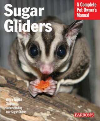 Sugar Gliders