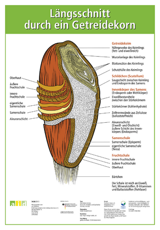 Längsschnitt durch ein Getreidekorn