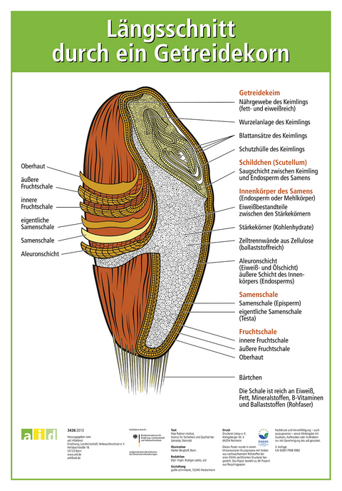 L&auml;ngsschnitt durch ein Getreidekorn - 