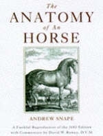 The Anatomy Of An Horse