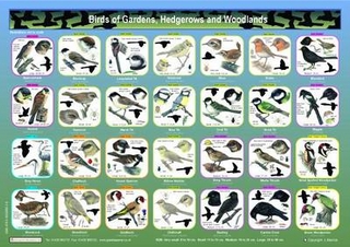 Birds of Gardens, Hedgerows and Woodland