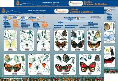 Guide to Common Butterflies - Lynette Merrick