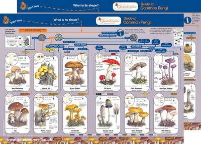 Guide to Common Fungi - Lynette Merrick