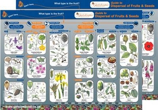 Guide to Dispersal of Fruits and Seeds