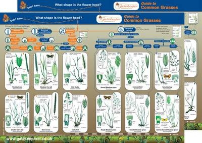 Guide to Common Grasses - Lynette Merrick