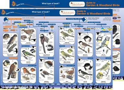 Guide to Common Birds - Lynette Merrick