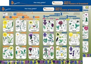 Guide to Flowers of Grassland