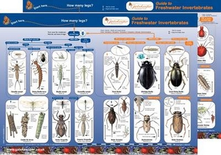 Guide to Freshwater Invertebrates